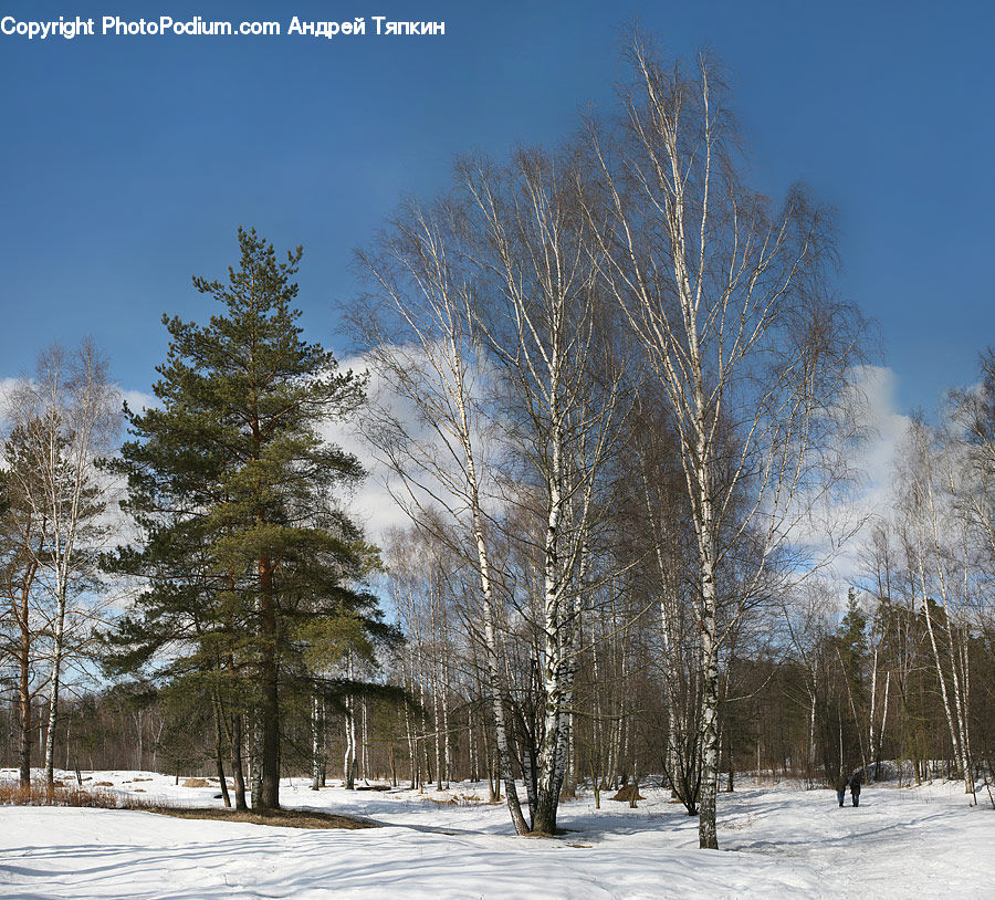 Birch, Tree, Wood, Conifer, Fir, Spruce, Landscape