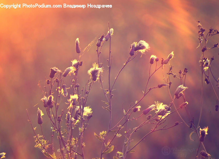 Plant, Weed, Blossom, Flora, Flower, Cherry Blossom, Field