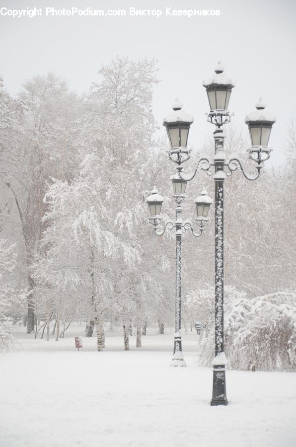 Ice, Outdoors, Snow, Blizzard, Weather, Winter, Plant