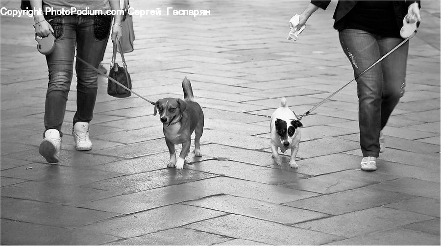 Human, People, Person, Leisure Activities, Walking, Boardwalk, Deck