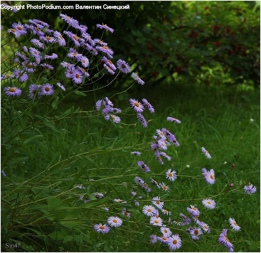 Aster, Blossom, Flower, Plant, Flora, Geranium, Asteraceae