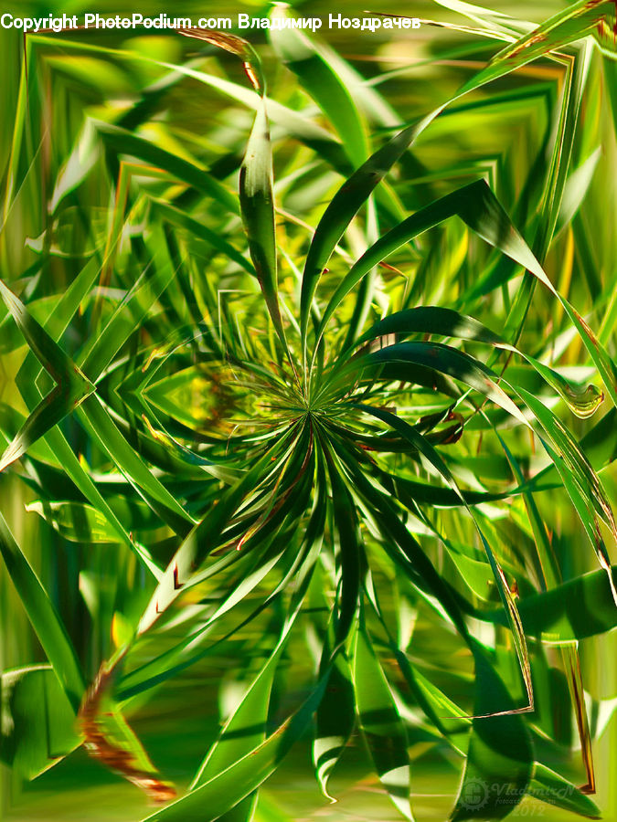 Plant, Field, Grass, Grassland, Blossom, Flora, Flower