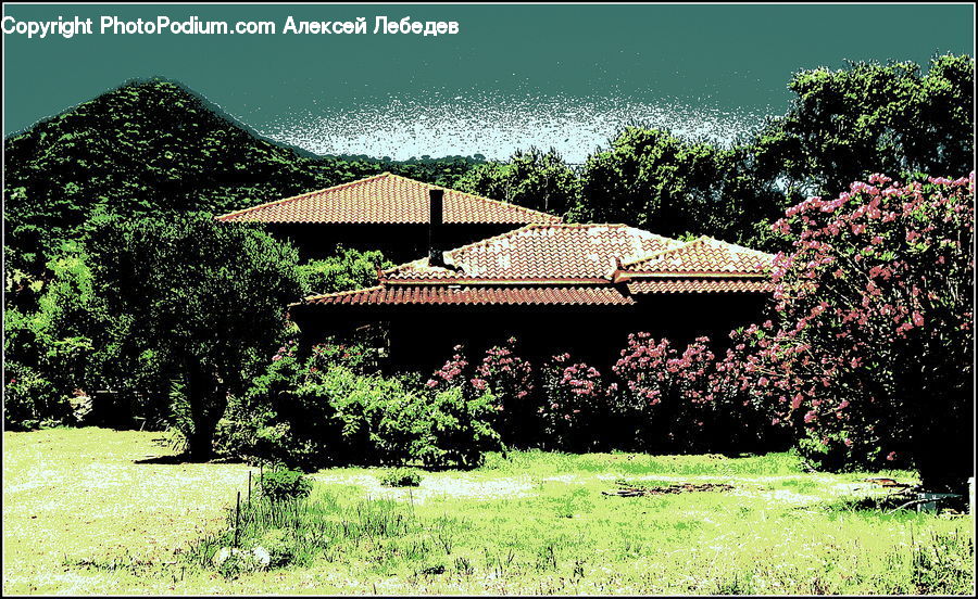 Building, Cottage, Housing, Plant, Potted Plant, Bush, Vegetation