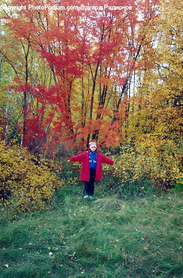 Human, People, Person, Scarecrow, Maple, Tree, Wood