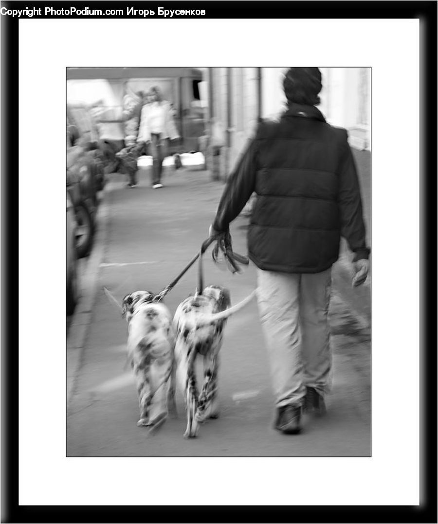 Human, People, Person, Stroller, Animal, Canine, Collie