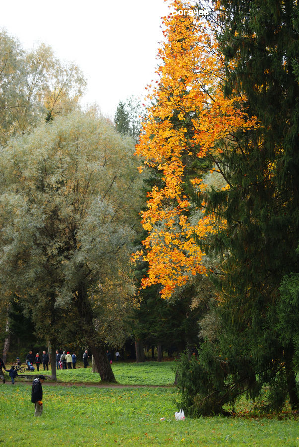 Park, Forest, Vegetation, Jungle, Rainforest, Conifer, Fir