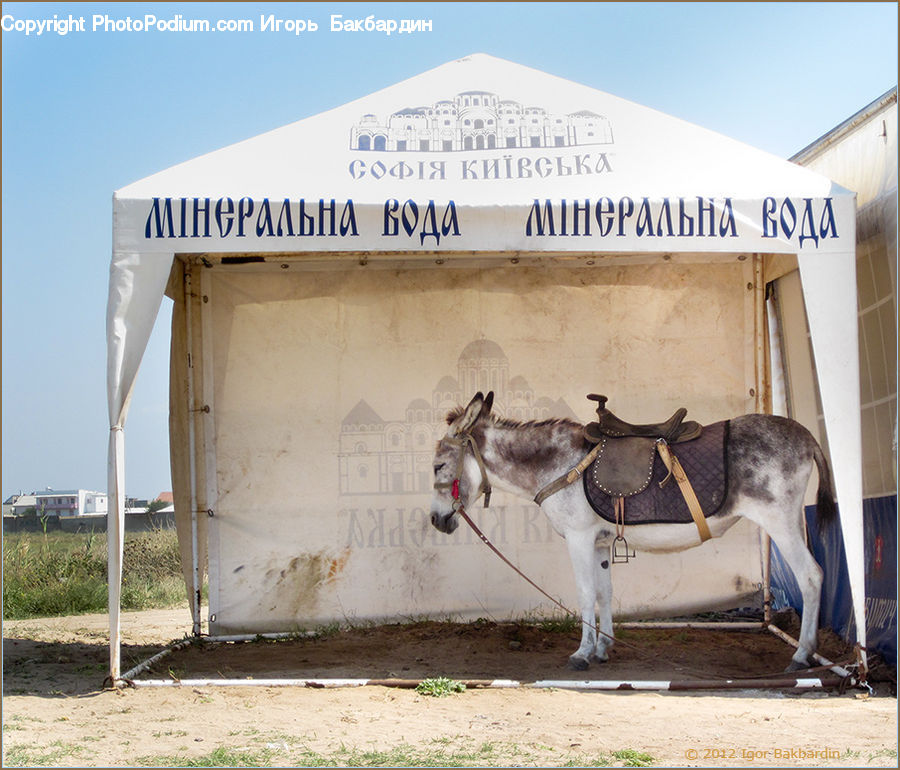 Animal, Donkey, Canine, Dog, Great Dane, Mammal, Pet