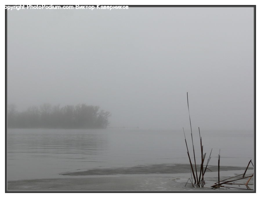 Grass, Plant, Reed, Fog, Outdoors, Sea, Water