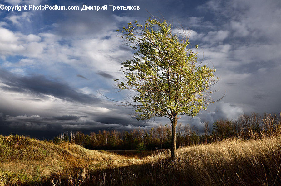 Field, Grass, Grassland, Land, Outdoors, Plant, Tree