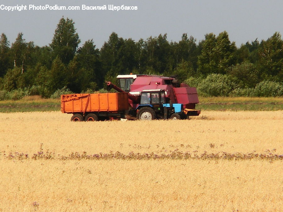 Field, Tractor, Vehicle, Grain, Wheat, Car, Jeep
