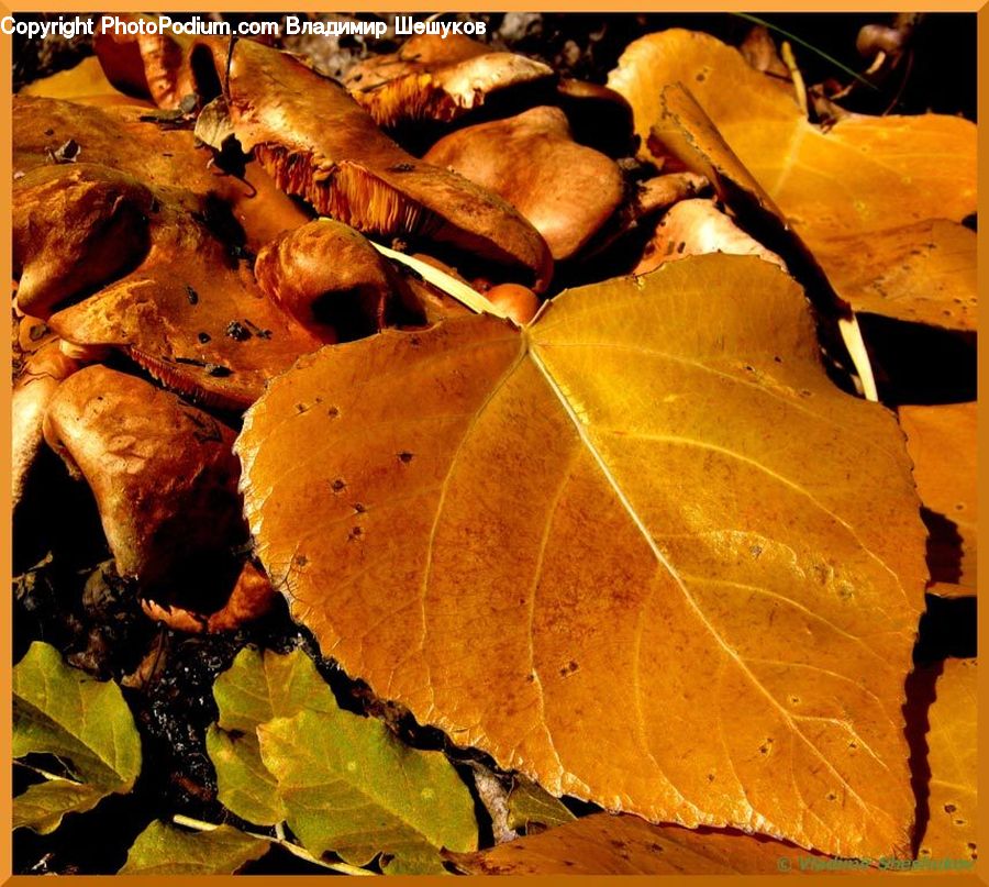 Ivy, Plant, Vine, Agaric, Amanita, Fungus, Mushroom