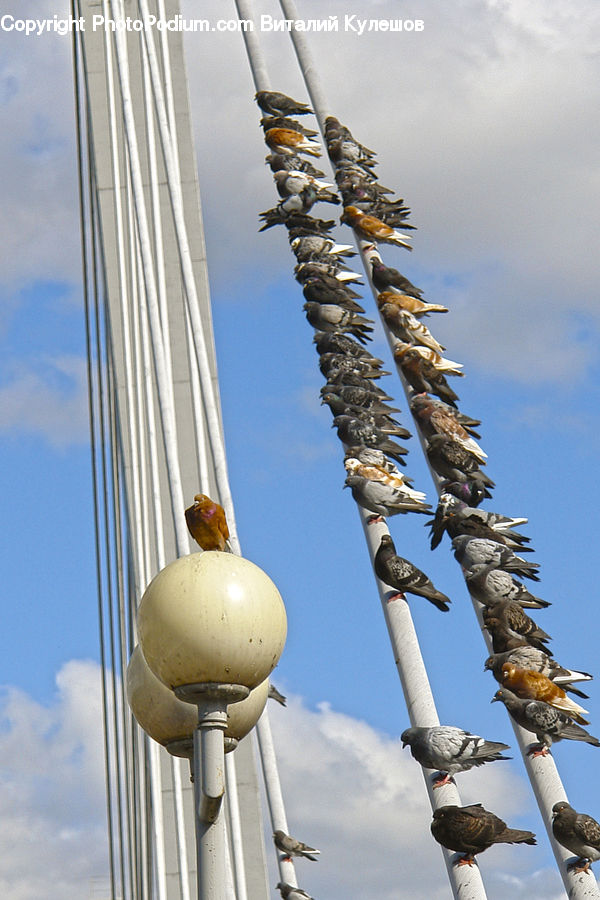 Light Fixture, Lamp Post, Pole, Bird, Pigeon, Beak, Sparrow