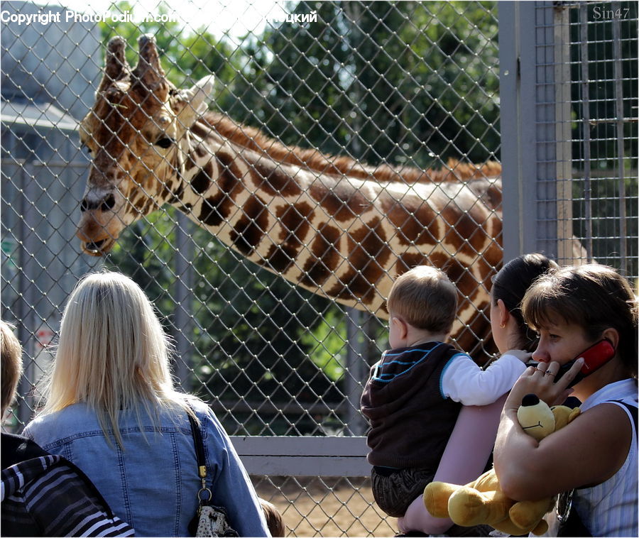 Animal, Giraffe, Mammal, Human, People, Person, Blonde