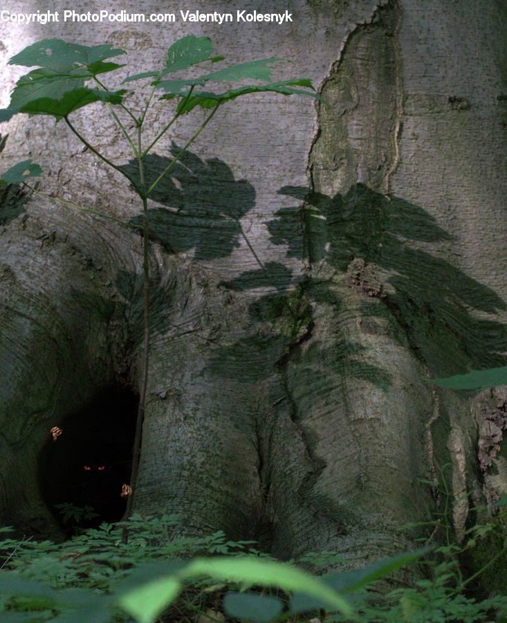 Cliff, Outdoors, Tunnel, Cave, Hole, Rock, Plant