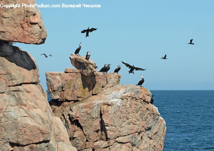 Rock, Cliff, Outdoors, Bird, Cormorant, Waterfowl, Condor