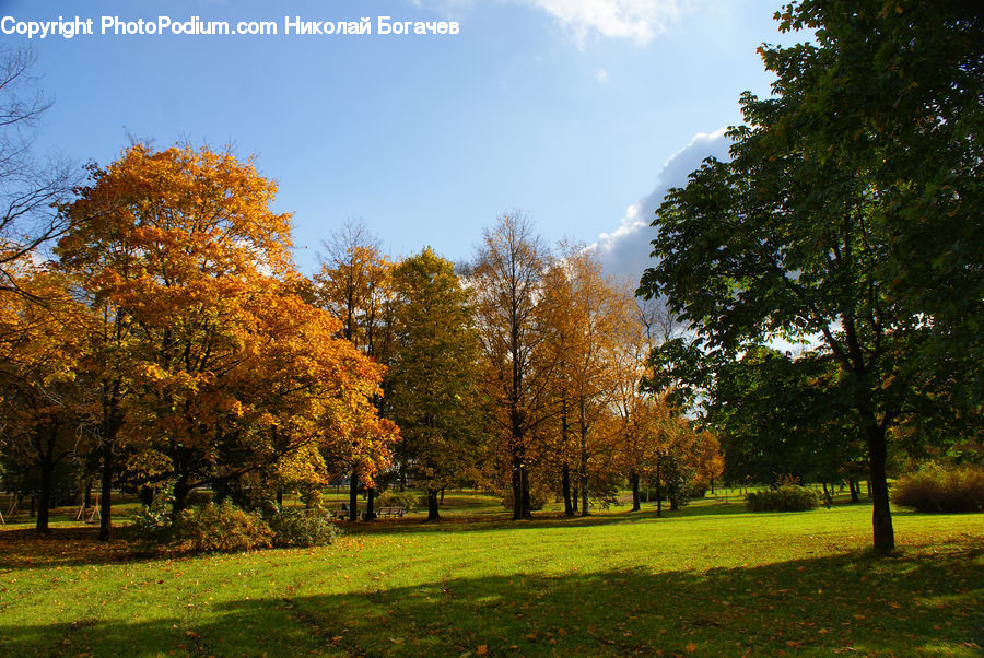 Park, Conifer, Fir, Plant, Tree, Field, Grass