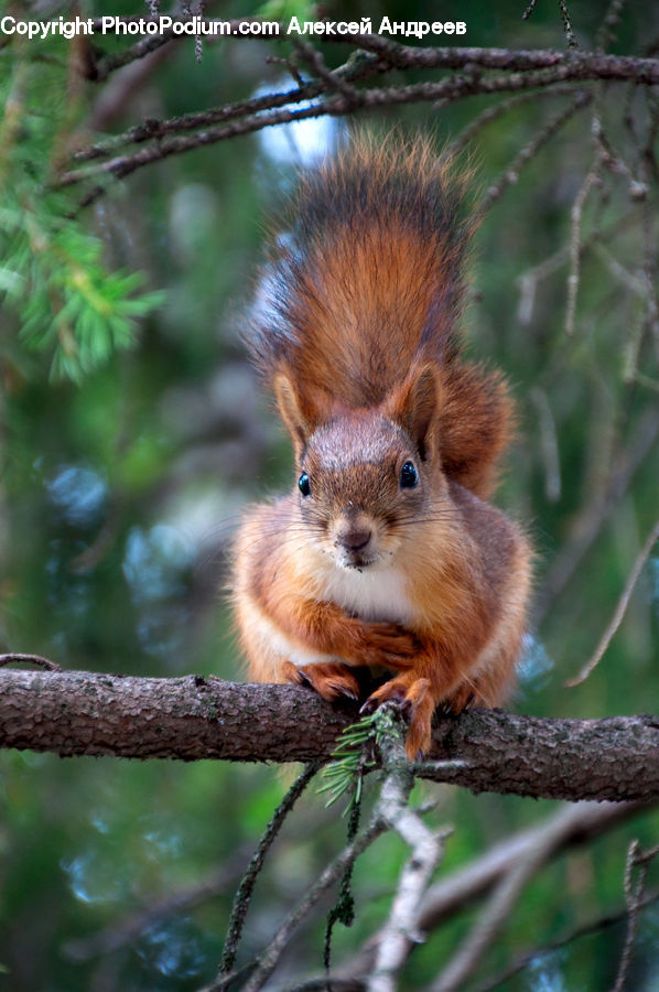 Animal, Mammal, Rodent, Squirrel, Blossom, Flora, Flower