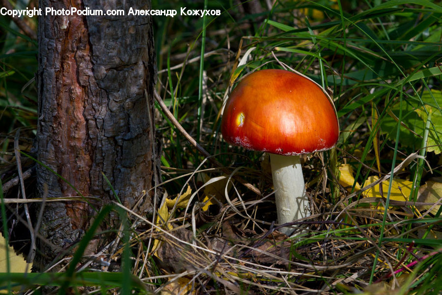 Agaric, Amanita, Fungus, Mushroom, Plant, Blossom, Flora