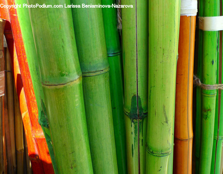 Bamboo, Plant, Wood, Field, Grass, Grassland