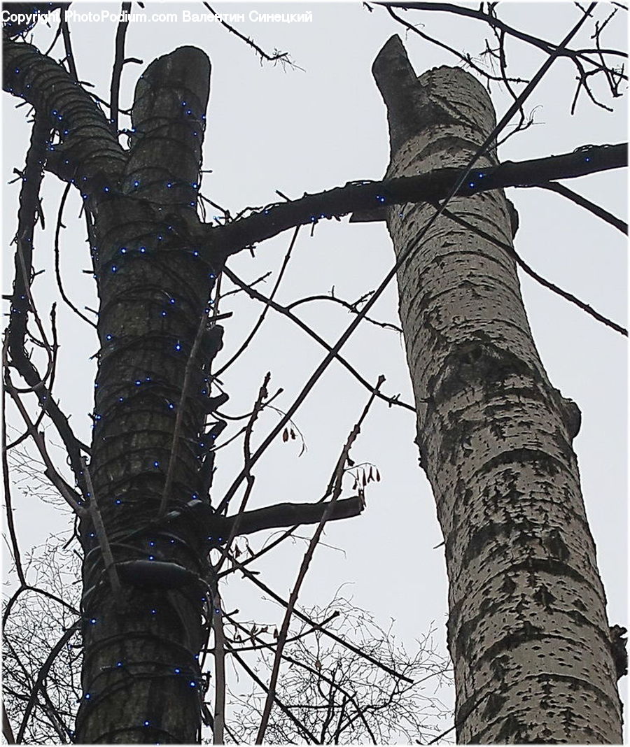Birch, Tree, Wood, Accipiter, Bird, Pole, Plant
