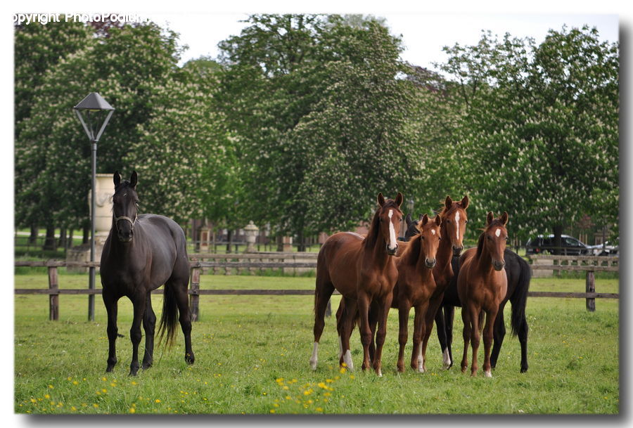 Animal, Horse, Mammal, Colt Horse, Foal, Stallion, Andalusian Horse