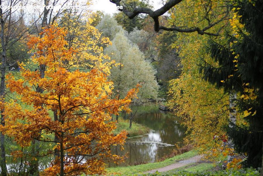 Outdoors, Pond, Water, Maple, Tree, Wood, Plant