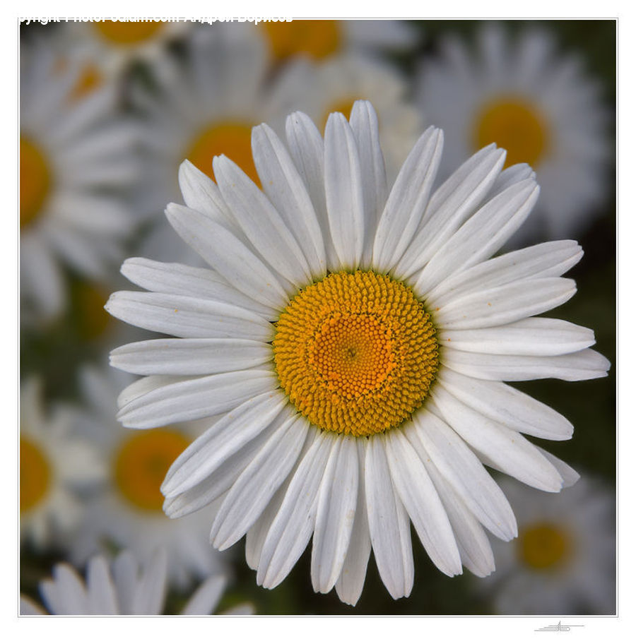 Daisies, Daisy, Flower, Plant