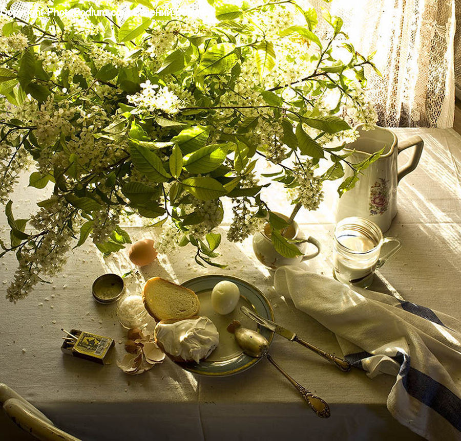 Bonsai, Plant, Potted Plant, Tree, Herbal, Herbs, Asphalt