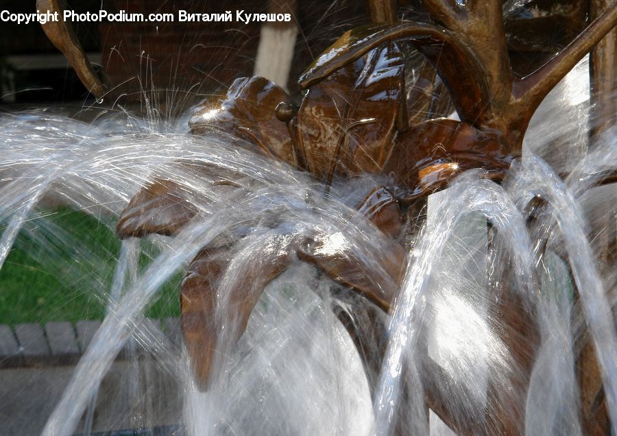 Glass, Fountain, Water, Arachnid, Insect, Invertebrate, Spider