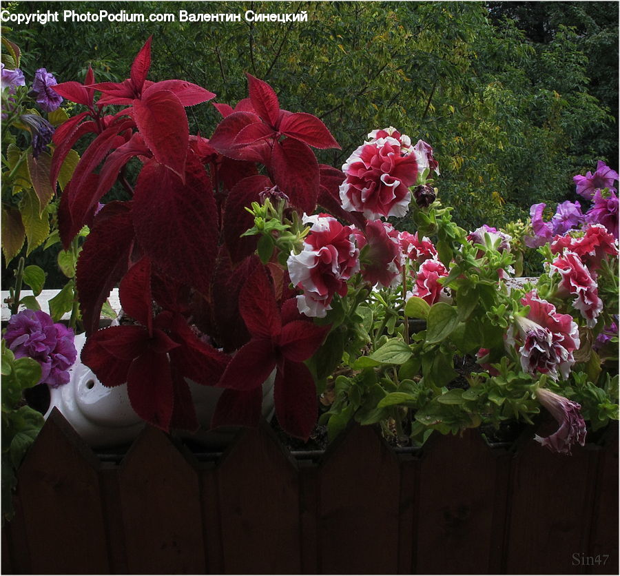 Plant, Potted Plant, Blossom, Flora, Flower, Geranium, Rose