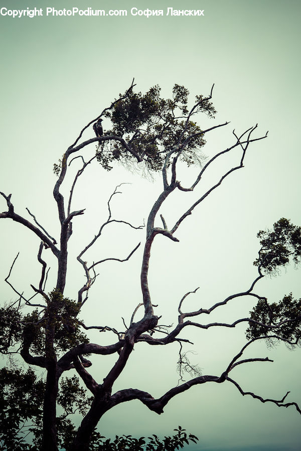 Plant, Tree, Oak, Wood, Silhouette, Blossom, Flora
