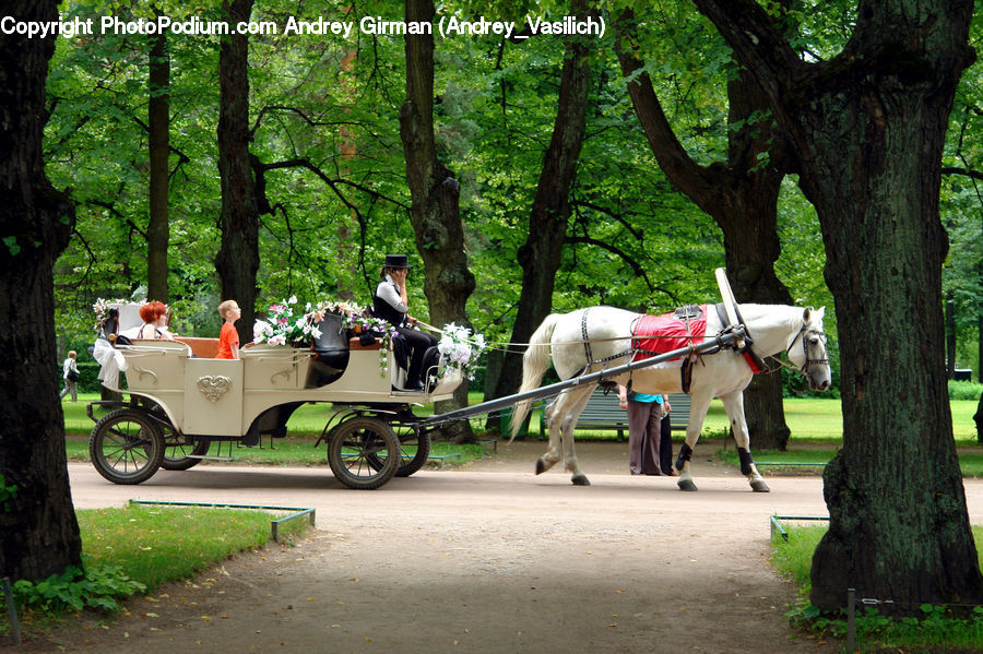 Animal, Horse, Mammal, Equestrian, Person, Carriage, Horse Cart