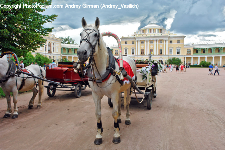 Carriage, Horse Cart, Vehicle, Animal, Horse, Mammal, Buggy