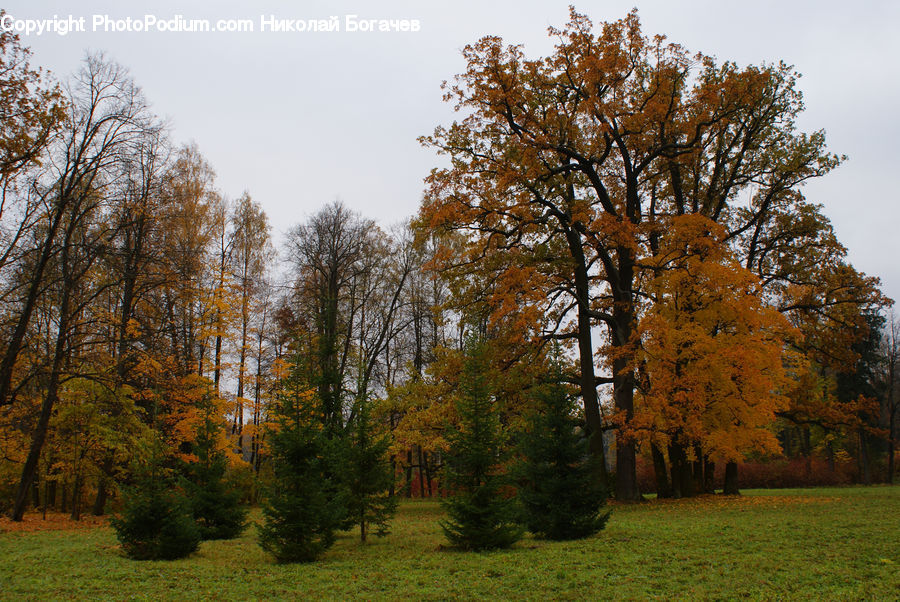 Conifer, Fir, Plant, Tree, Forest, Grove, Land