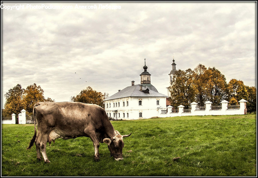 Architecture, Church, Worship, Animal, Cattle, Cow, Dairy Cow