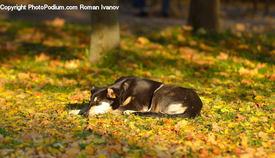 Animal, Canine, Collie, Dog, Mammal, Pet, Beagle