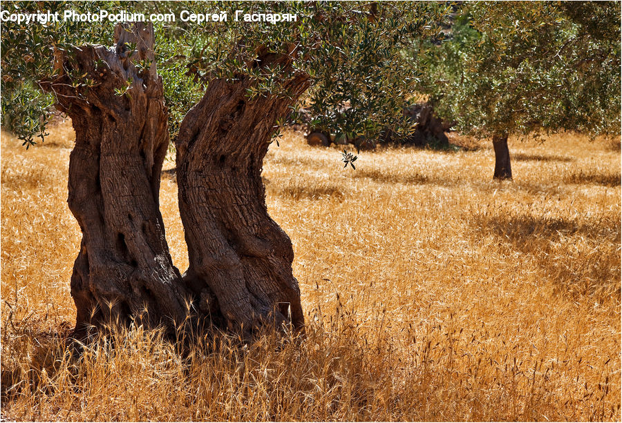 Tree Trunk, Grassland, Outdoors, Savanna, Field, Grass, Land