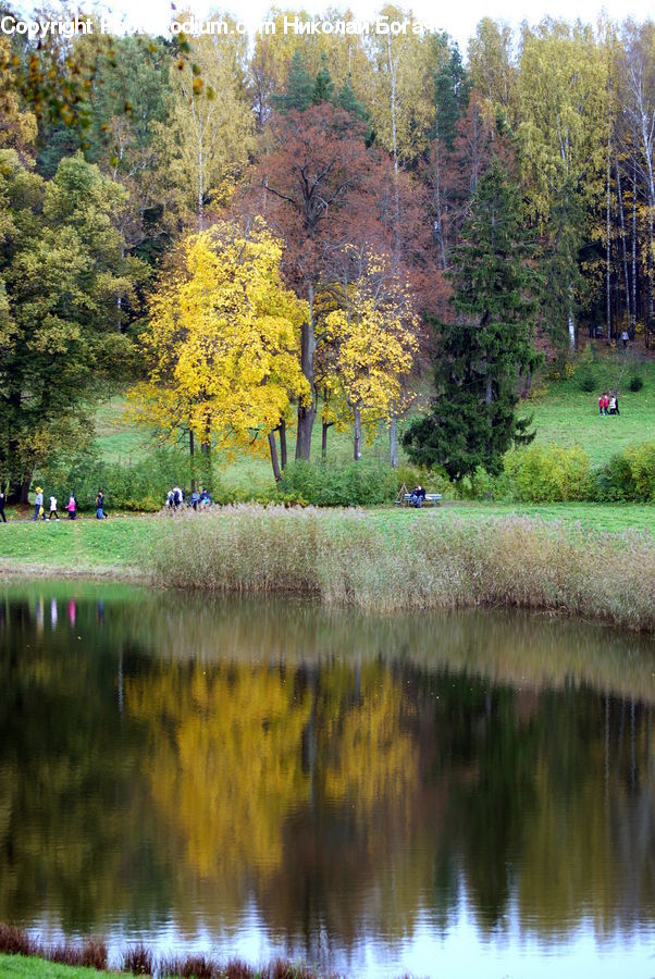 Outdoors, Pond, Water, Conifer, Fir, Park, Plant