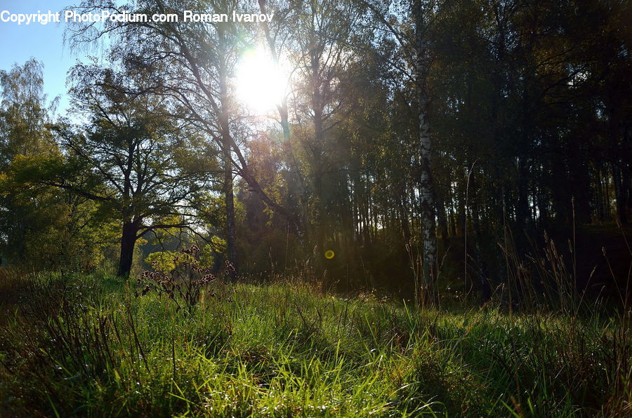 Field, Grass, Grassland, Plant, Flare, Light, Sunlight