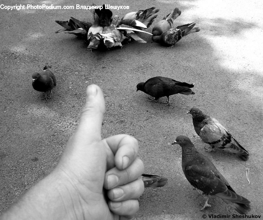 Bird, Pigeon, People, Person, Human, Blackbird, Crow