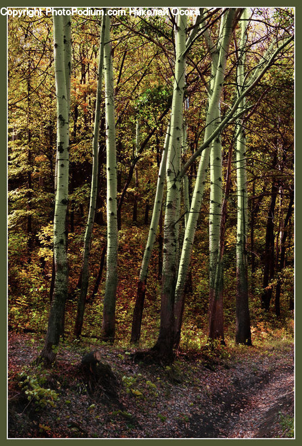 Plant, Potted Plant, Forest, Vegetation, Birch, Tree, Wood