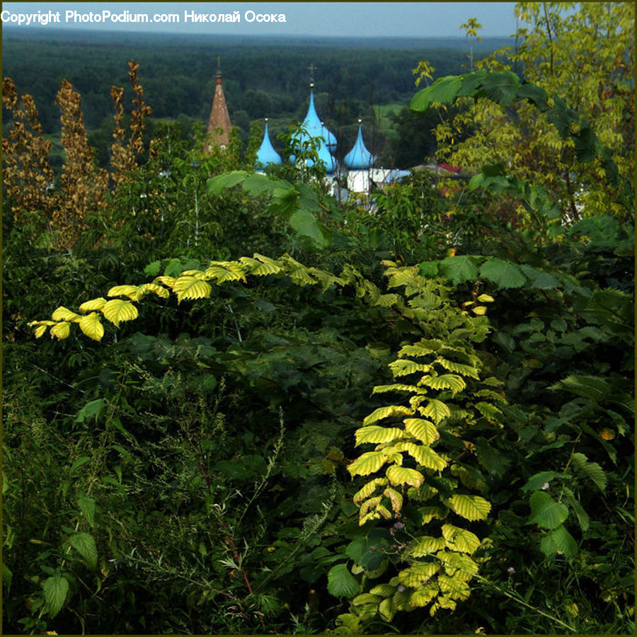 Fern, Plant, Forest, Jungle, Rainforest, Vegetation, Conifer
