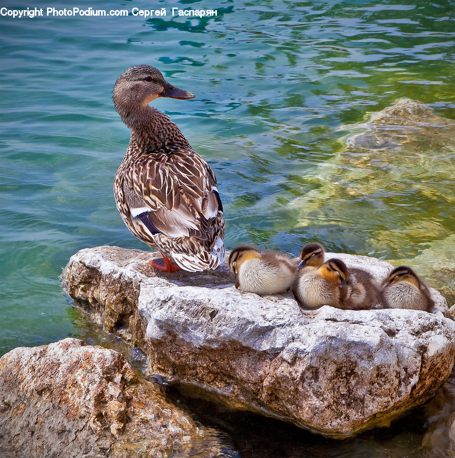 Bird, Waterfowl, Duck, Teal, Goose, Rock, Water