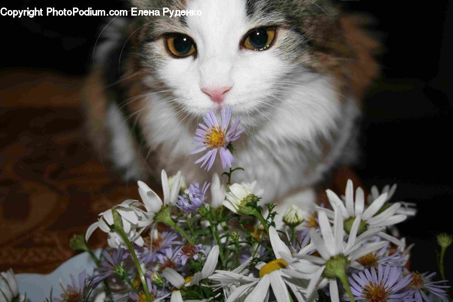Plant, Potted Plant, Daisies, Daisy, Flower, Animal, Cat