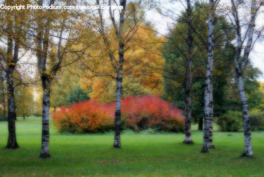 Birch, Tree, Wood, Park, Plant, Fir, Forest