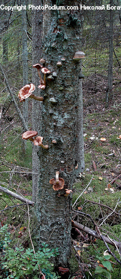 Agaric, Amanita, Fungus, Mushroom, Plant, Ivy, Vine