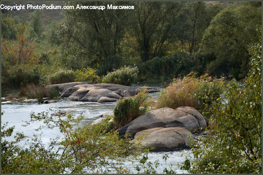 Rock, Bush, Plant, Vegetation, Outdoors, River, Water