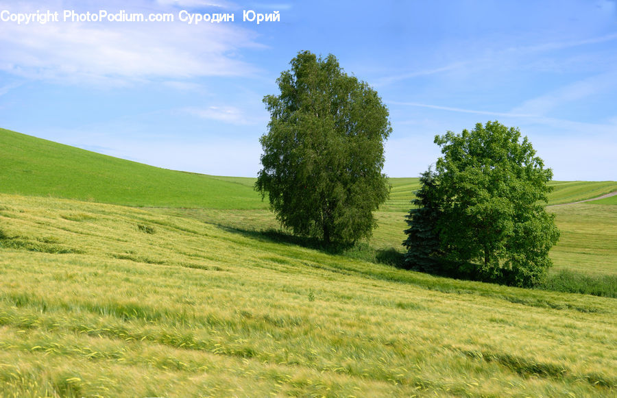 Field, Grass, Grassland, Land, Outdoors, Countryside, Hill