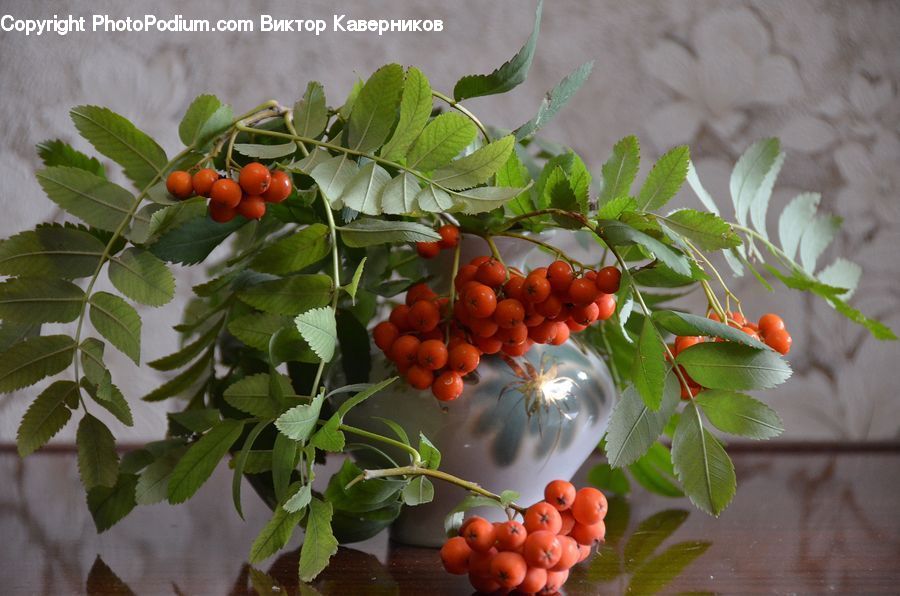 Fruit, Grapes, Citrus Fruit, Orange, Blossom, Flora, Flower
