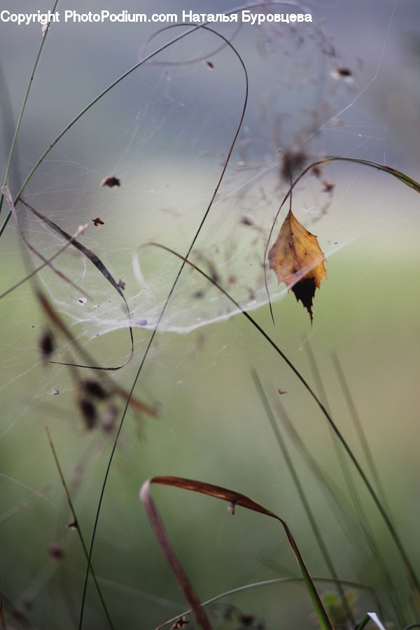 Maple, Maple Leaf, Plant, Field, Grass, Grassland, Insect